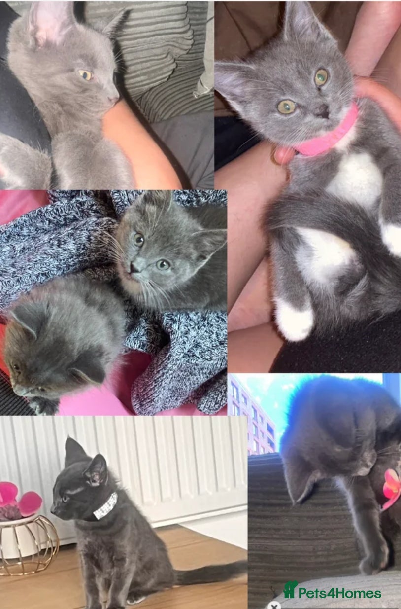 Russian Blue cats Kitten Russian blue x Bengal boy (LAST ONE!!!)💙🔥 - Advert 14