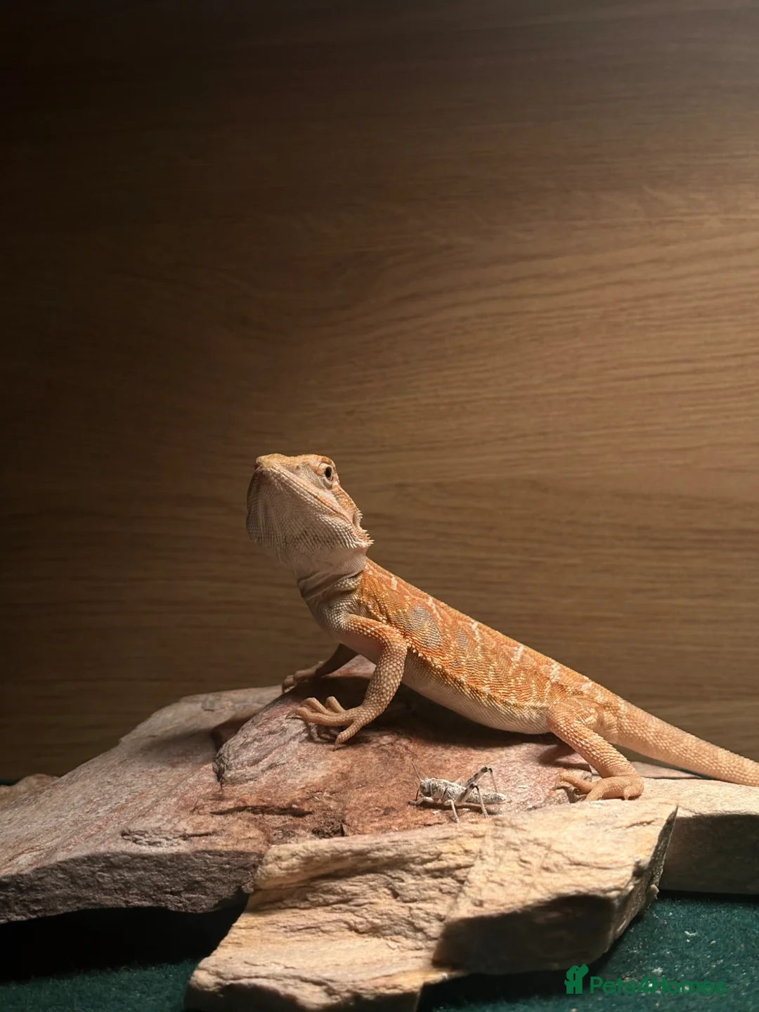 Bearded Dragon reptiles for sale: Bearded dragon  in Kettering - Advert 2