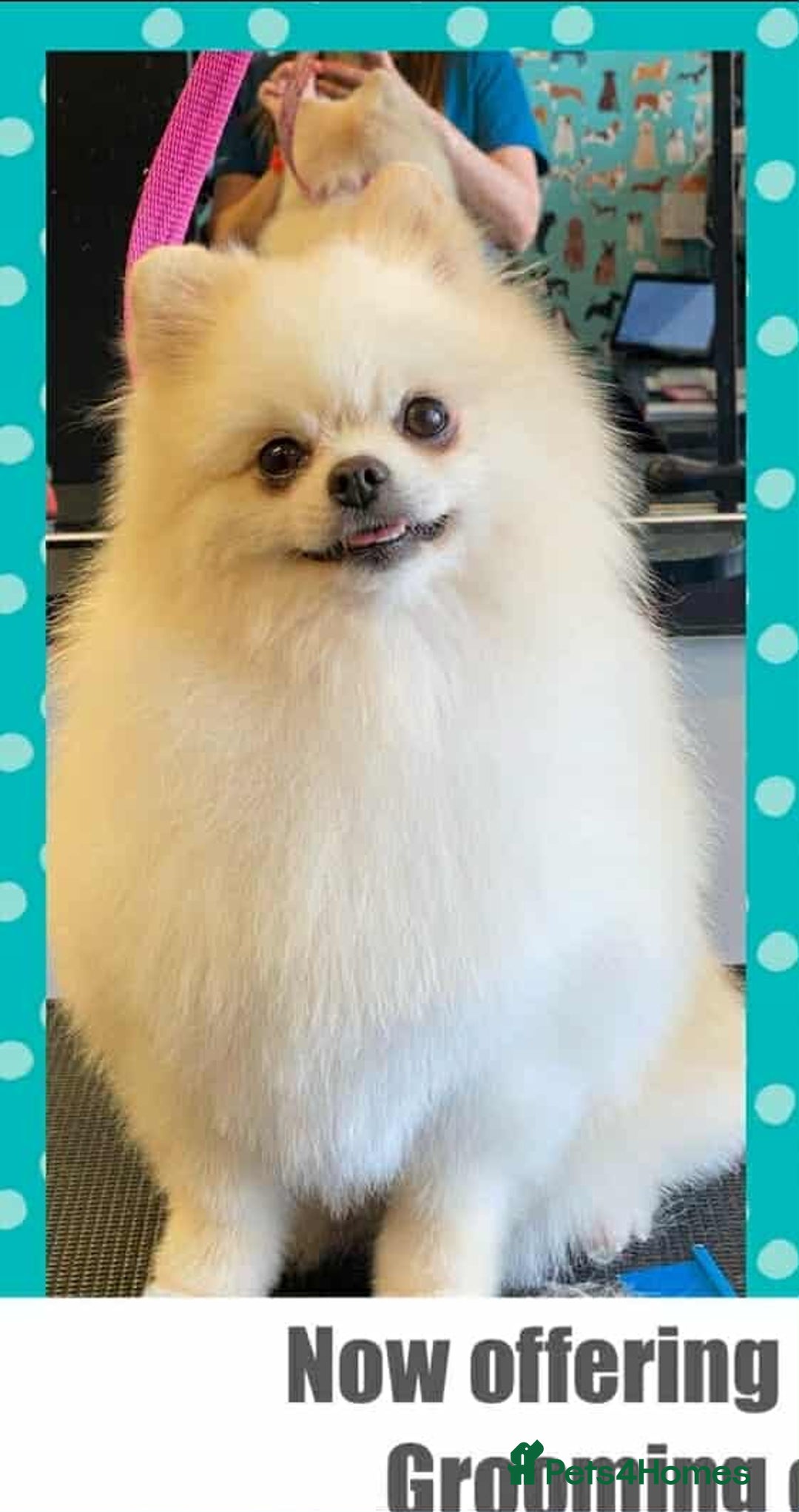Pomeranian dogs for stud: Pomeranian Boy For Stud - Advert 2