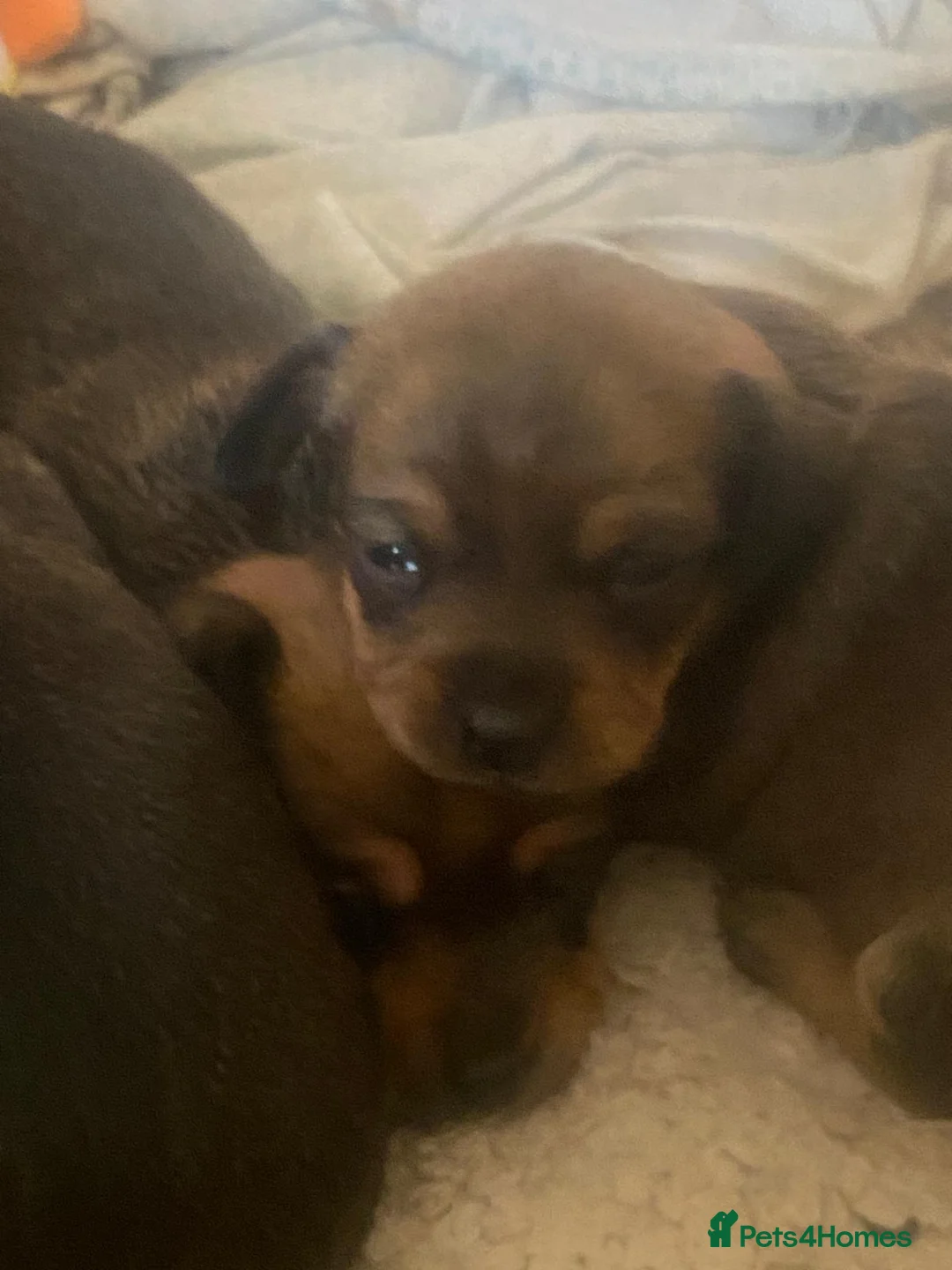 Chiweenie dogs for sale: Beautiful chiweenies  - Advert 10