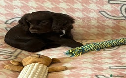 Cocker Spaniel dogs for sale: Cocker spaniel pups - Image 7