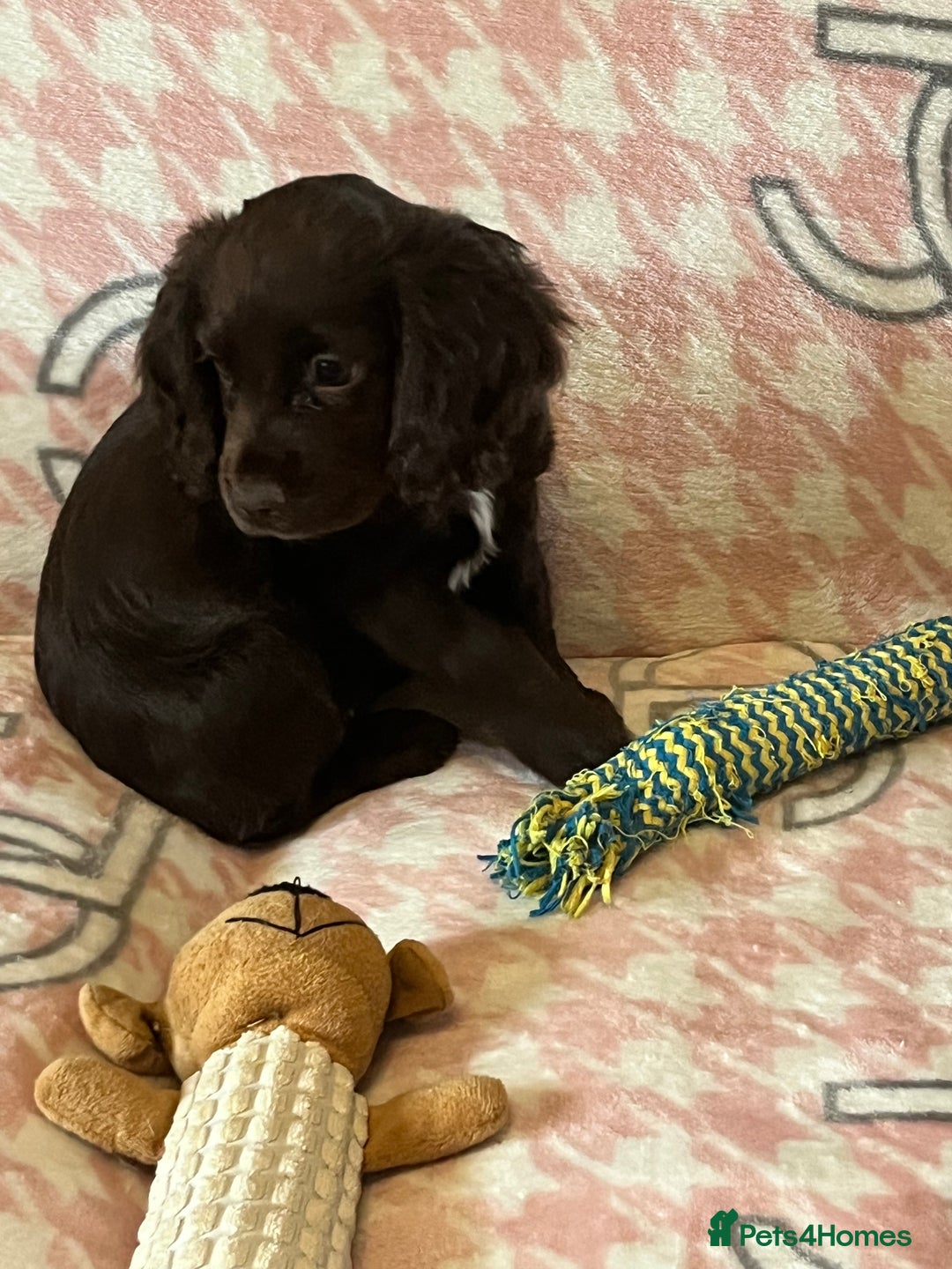 Cocker Spaniel dogs for sale: Cocker spaniel pups - Image 7