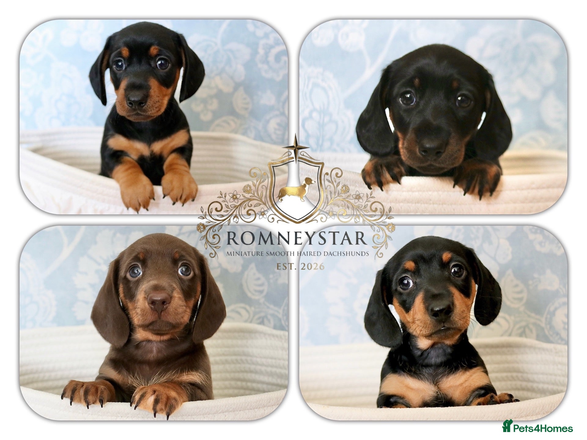 Miniature Dachshund dogs RKC Registered Miniature Smooth Haired Dachshunds - Advert 18