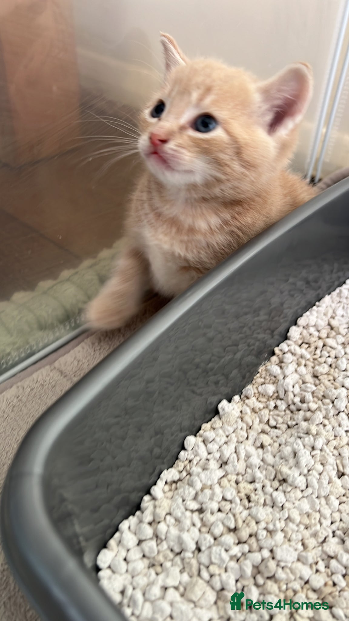 Mixed Breed cats Adorable and very playful kittens - Advert 1