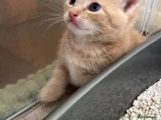 Mixed Breed cats Adorable and very playful kittens - Advert 2