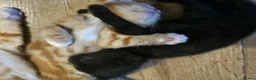 Mixed Breed cats for sale: Cute kittens looking for a new home  - Advert 16