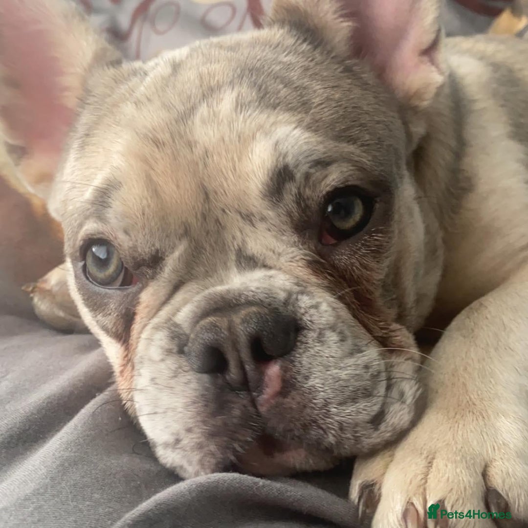 French Bulldog dogs for sale: French bulldog puppies - Image 18