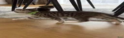 Mixed Breed cats for sale: 😺LOVELY KITTES Available for Collection Today!😺 - Advert 15