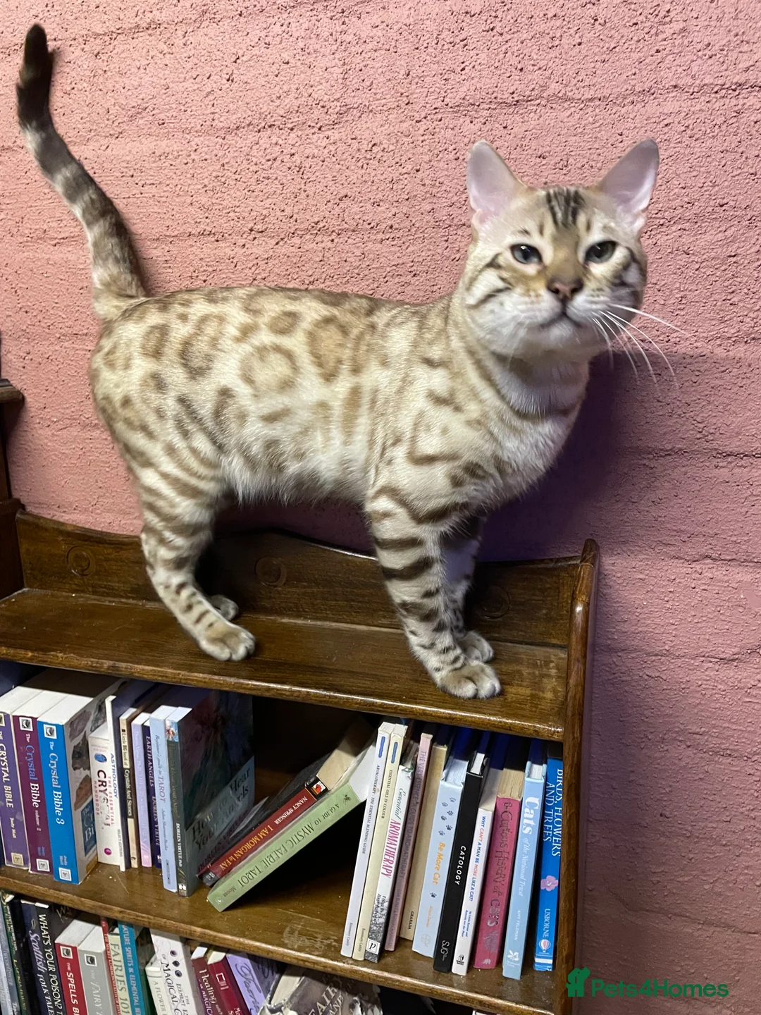 Bengal cats for sale: Bengal boy - Advert 8