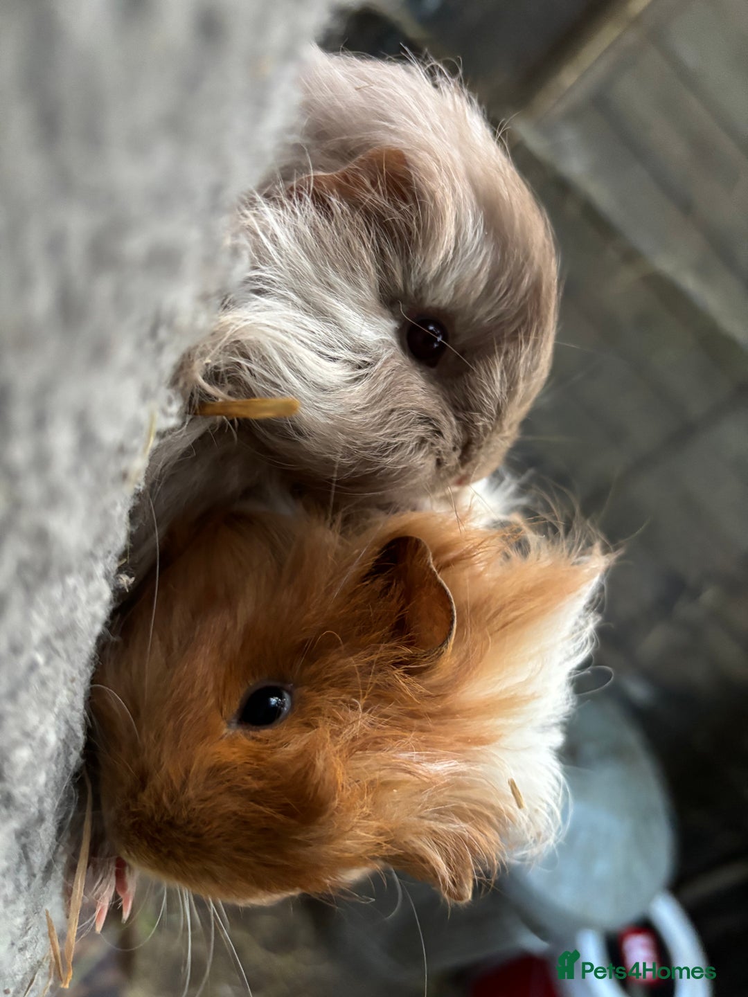 Guinea Pig rodents for sale: 2 baby sister guineas - very friendly / handled  - Advert 2