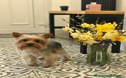 Yorkshire Terrier dogs for stud:  Miniature Experienced Yorkshire Terrier STUD  - Image 3