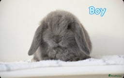 Mini Lop rabbits for sale: Beautiful pure mini lop bunnies  - Image 7
