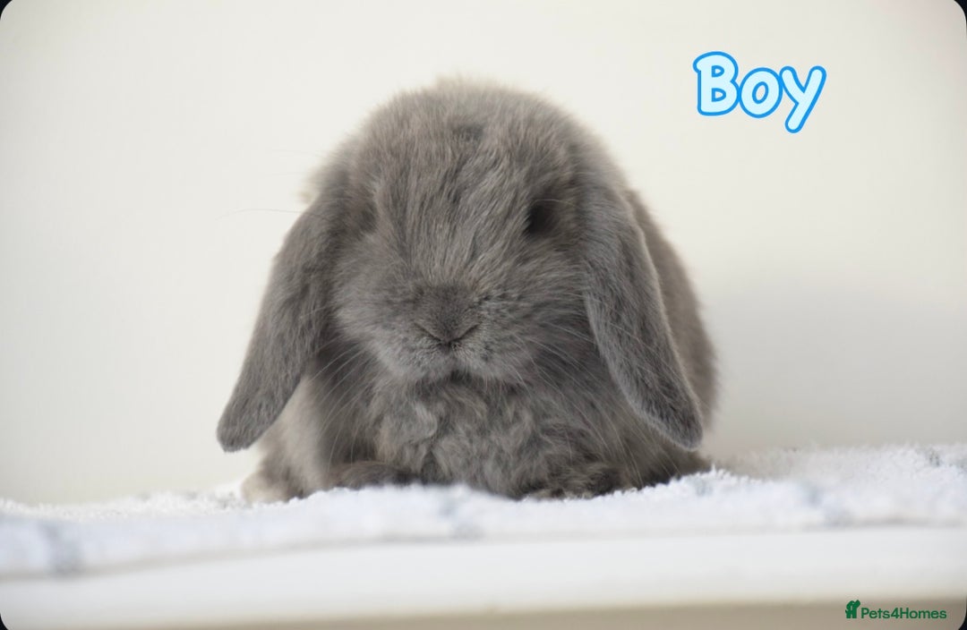 Mini Lop rabbits for sale: Beautiful pure mini lop bunnies  - Image 7