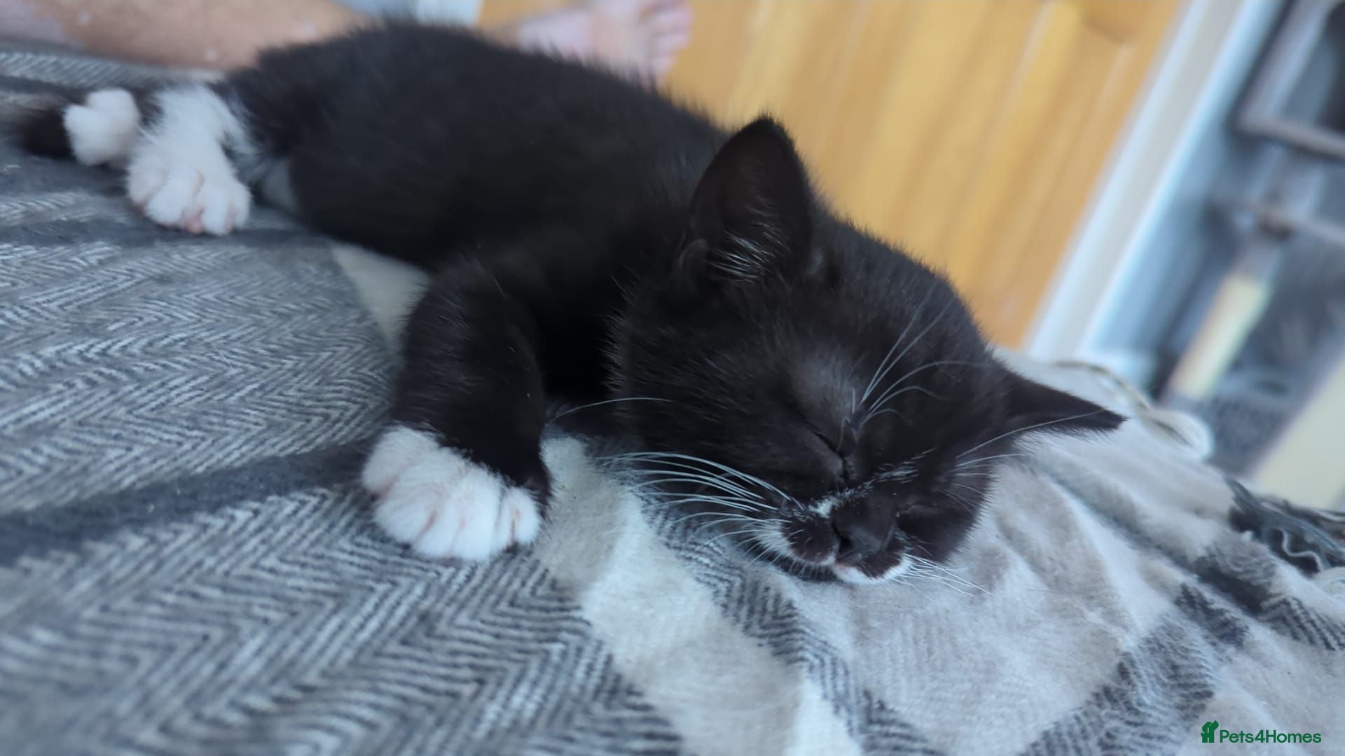 British Shorthair cats Bsh mixed kittens - Advert 11