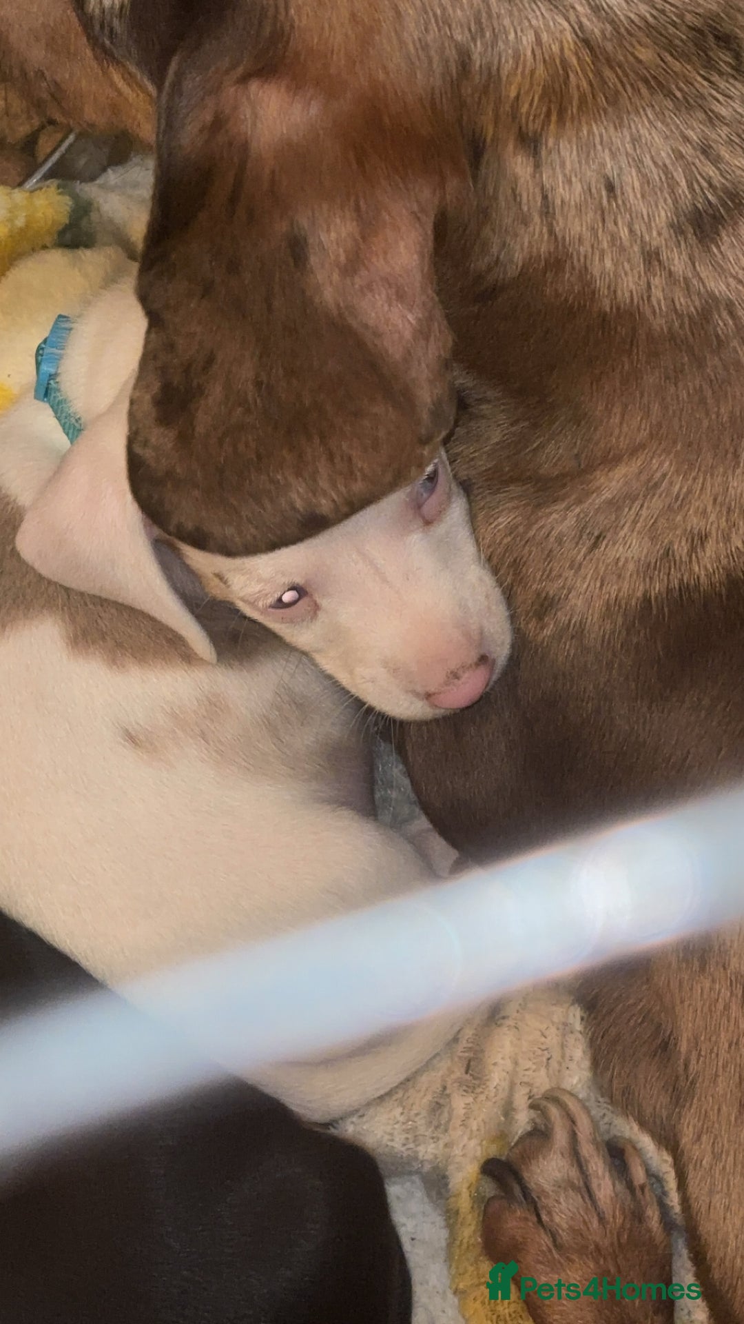 Dachshund dogs for sale: Pink and white albino chocolate dapple dachshund  - Advert 2