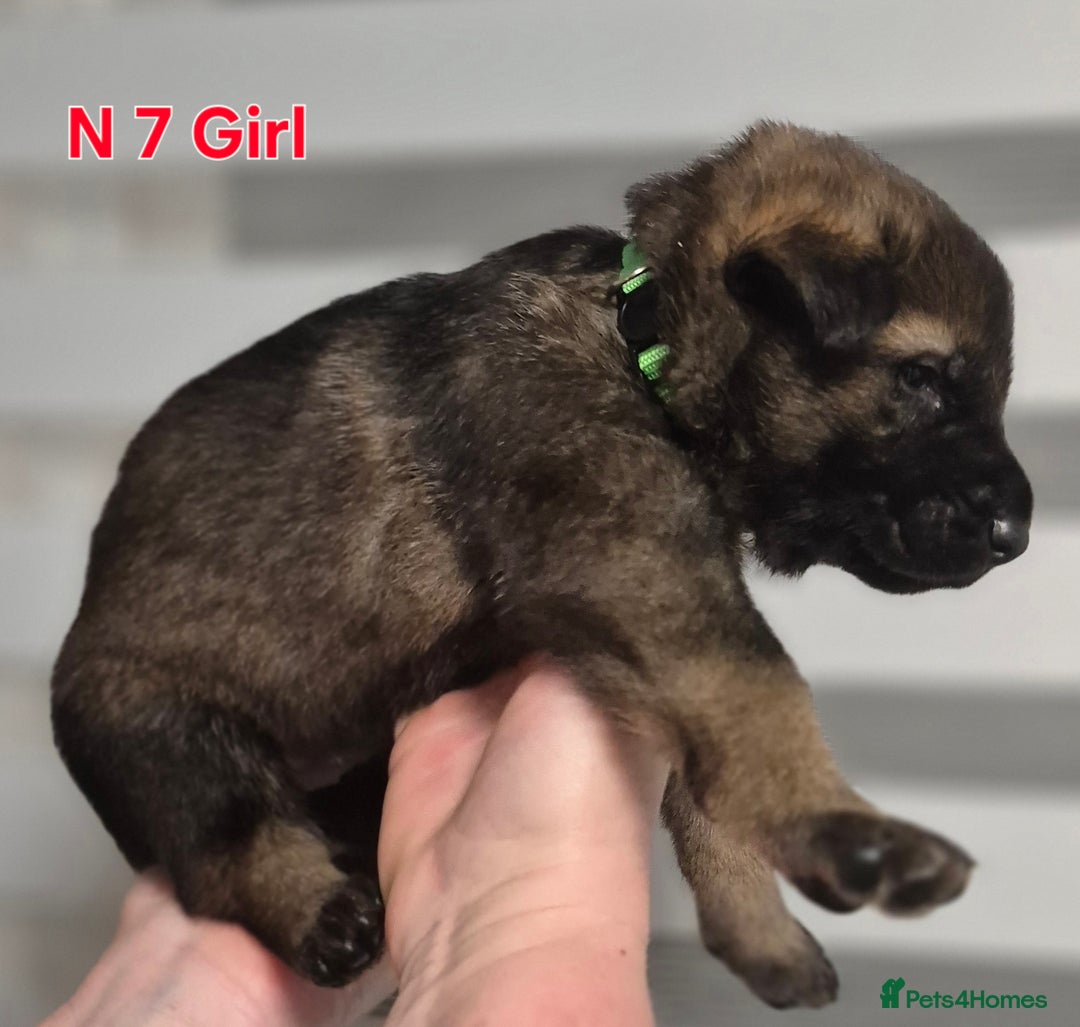 German Shepherd dogs for sale: German Shepherd  - Image 23