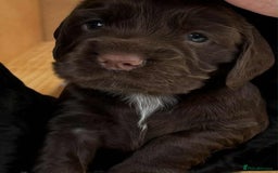 Cocker Spaniel dogs for sale: Cocker Spaniel Purebred Puppies Bitches available - Image 24