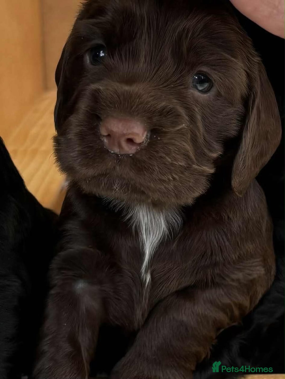 Cocker Spaniel dogs for sale: Cocker Spaniel Purebred Puppies Bitches available - Image 24