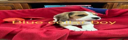 Beagle dogs for sale: Beautiful Beagle Puppies for sale - Advert 7