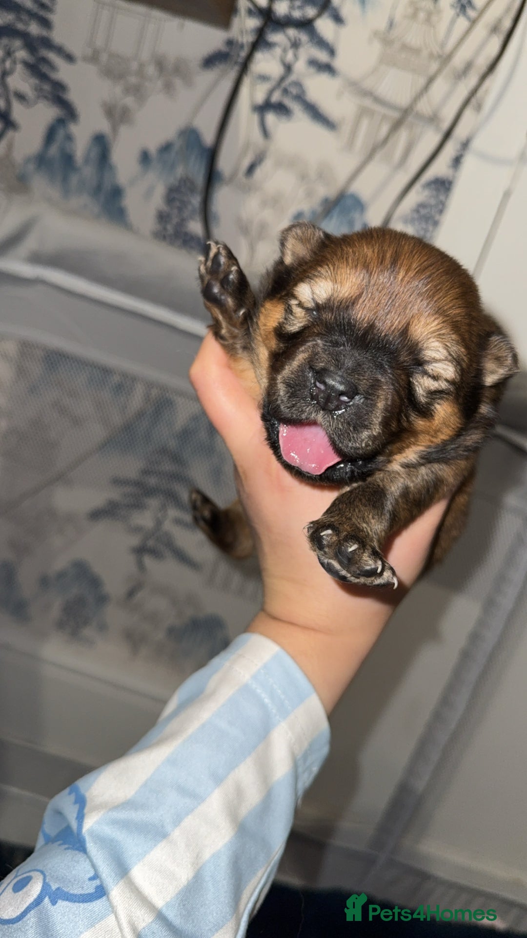 Chow Chow dogs for sale: Chow chow puppies  - Advert 16