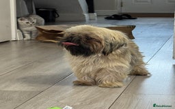 Shih Tzu dogs for sale: Shih tzu karashishi puppy  - Image 10