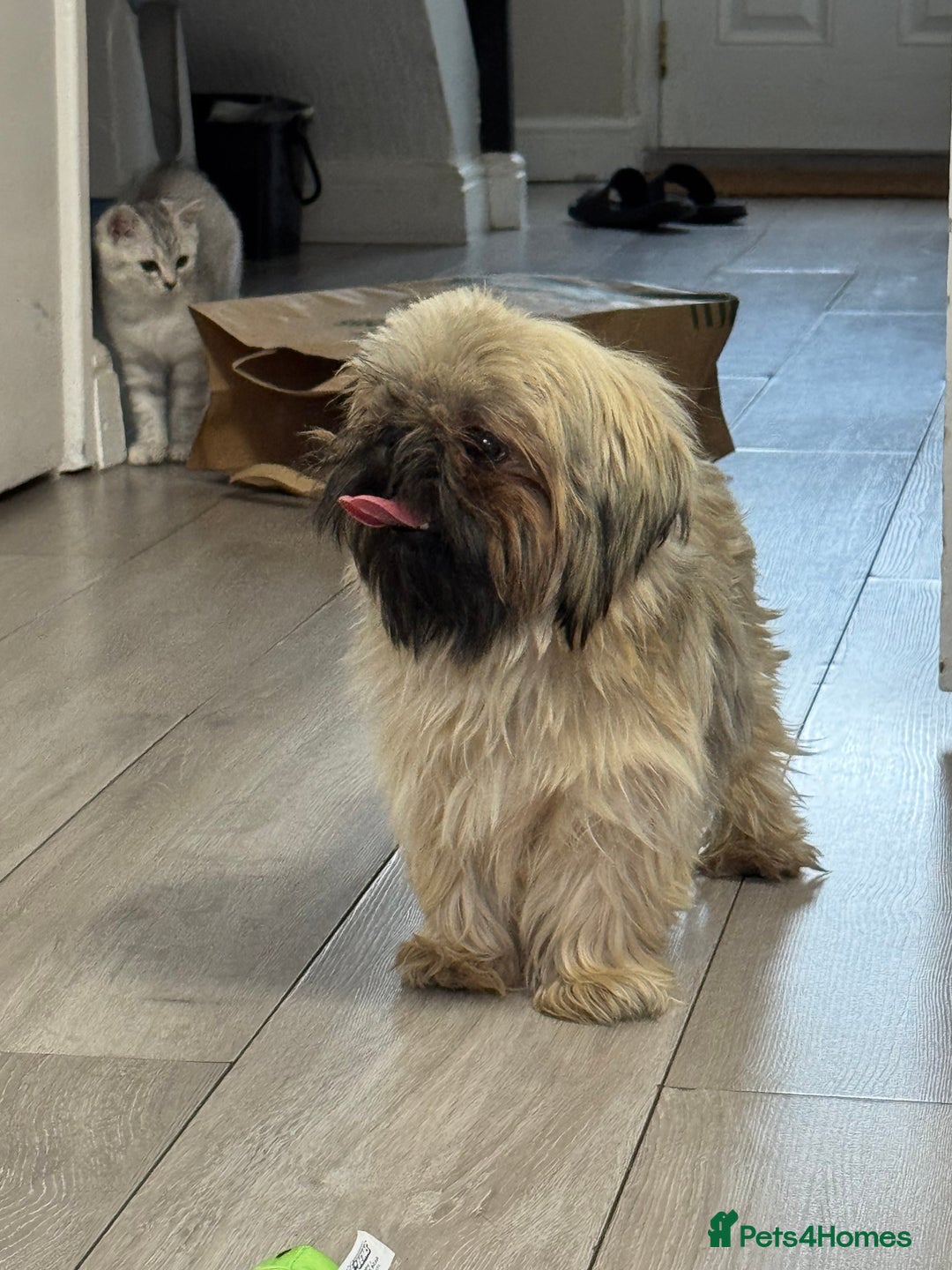 Shih Tzu dogs for sale: Shih tzu karashishi puppy  - Image 10
