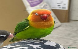 Lovebirds birds for sale: Baby hand reared Lovebird (mixed colours)  - Image 5