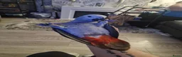 Parrots birds for sale: African grey - Bobby  in Workington - Advert 2