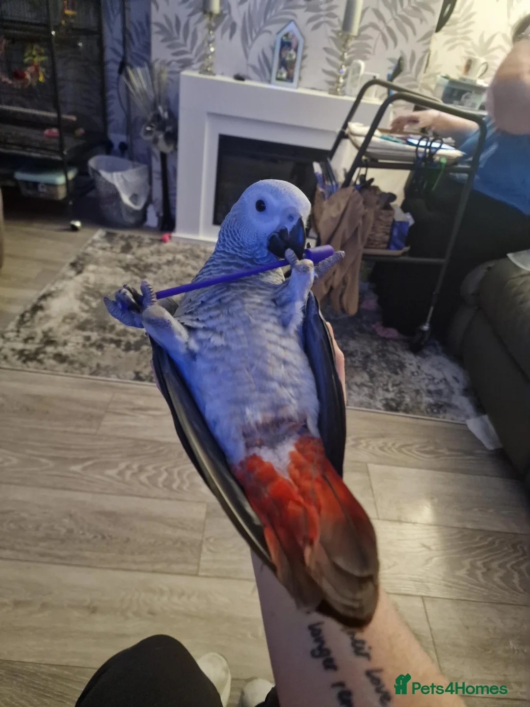 Parrots birds for sale: African grey - Bobby  in Workington - Advert 2