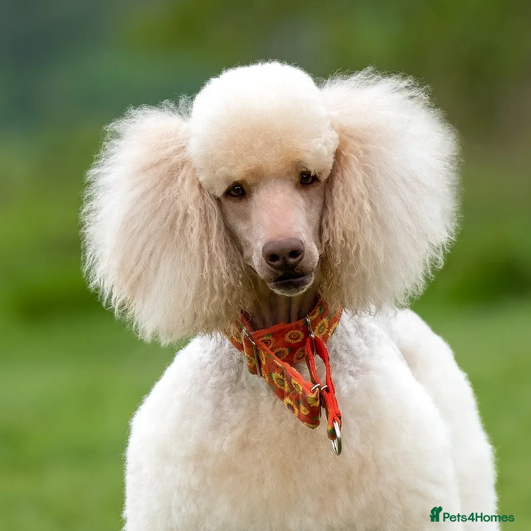 Standard Poodle dogs for stud: SUPERB KC HEALTH TESTED STANDARD POODLE.. in Newport - Advert 4