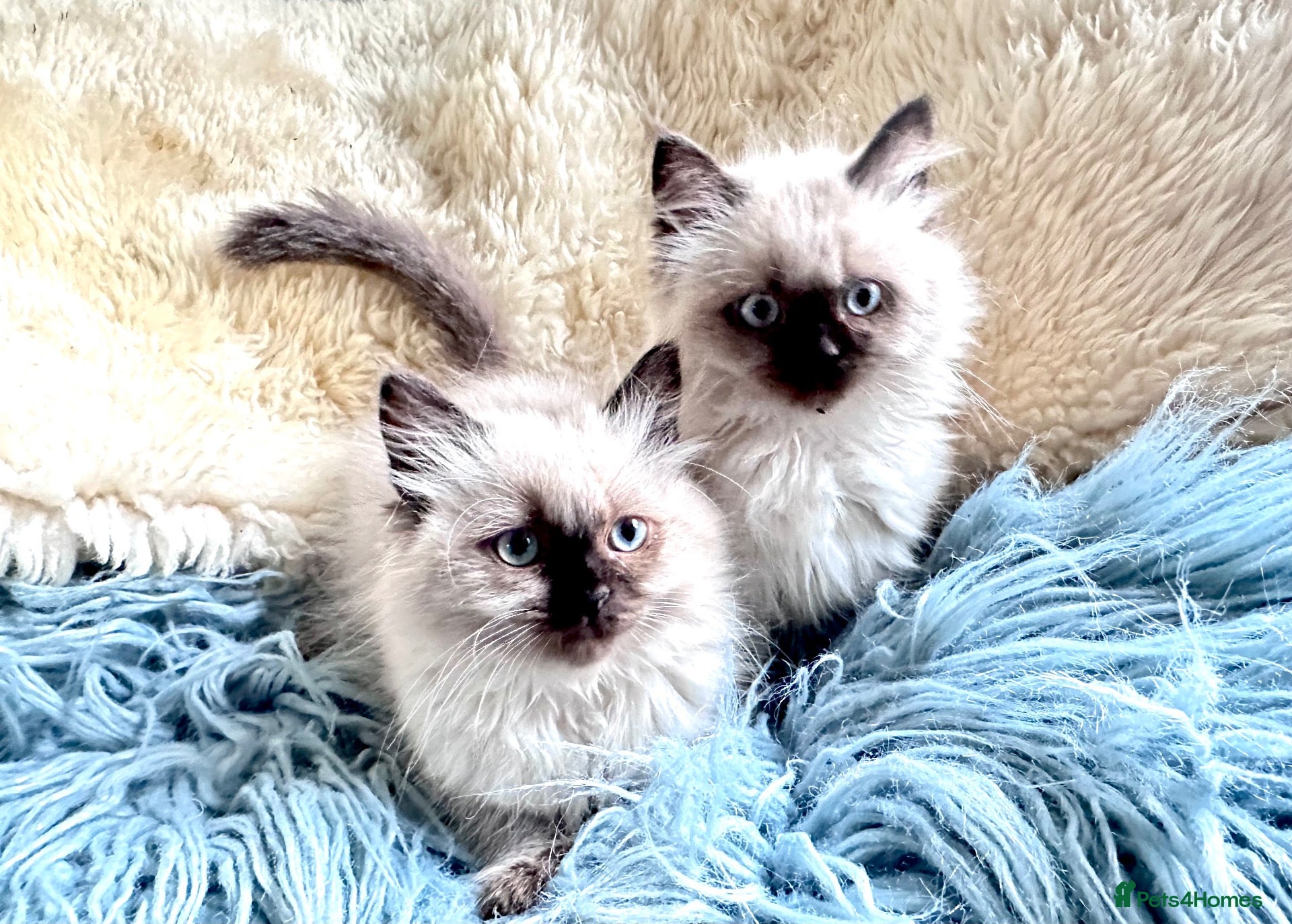 Ragdoll cats Pure Ragdoll kittens adorable and very fluffy  - Advert 1