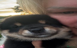 Japanese Shiba Inu dogs for sale: Shiba Inu Boy – Champion Crufts JP Heritage - Image 4