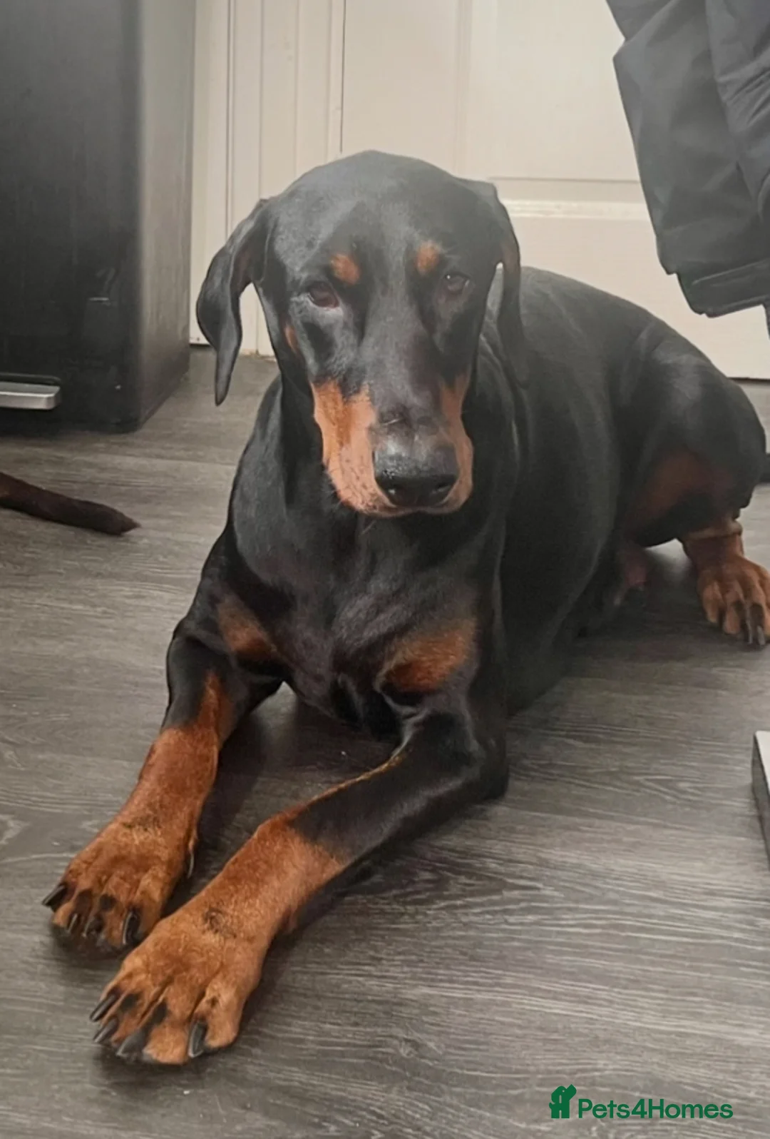 Dobermann dogs for sale: Female doberman - Advert 2