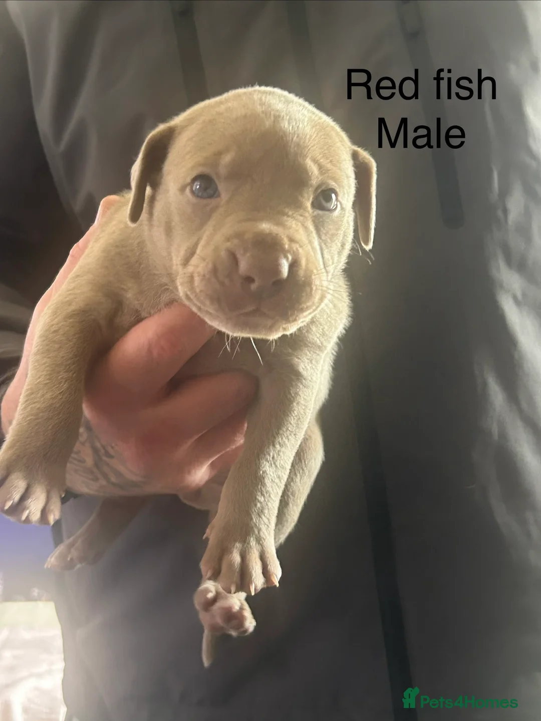 Mixed Breed dogs for sale: American bulldog puppies in Reading - Advert 2