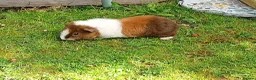 Guinea Pig rodents for sale: Baby guinea pigs  in Petworth - Advert 11