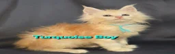 Maine Coon cats for sale: Ready now Maine Coon x2 boys - Advert 16