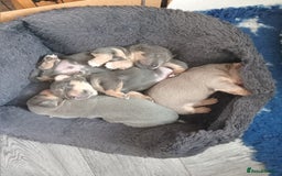 Jack Russell dogs for sale: Lilac/Blue Jack Russell puppies  in Hornchurch - Image 23