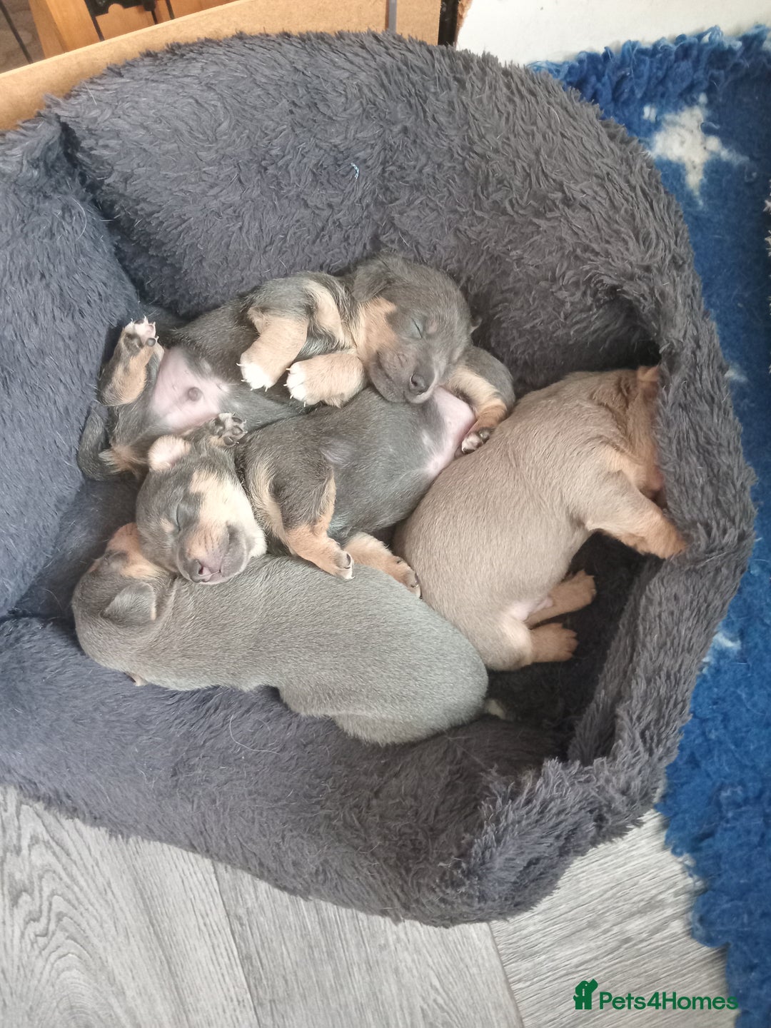 Jack Russell dogs for sale: Lilac/Blue Jack Russell puppies  in Hornchurch - Image 23