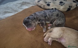 Cockapoo dogs for sale: Loving forever homes wanted. Perfect Cockapoo's.   - Image 14