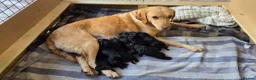 Labrador Retriever dogs for sale: KC Registered Black Labrador Puppies - Advert 2