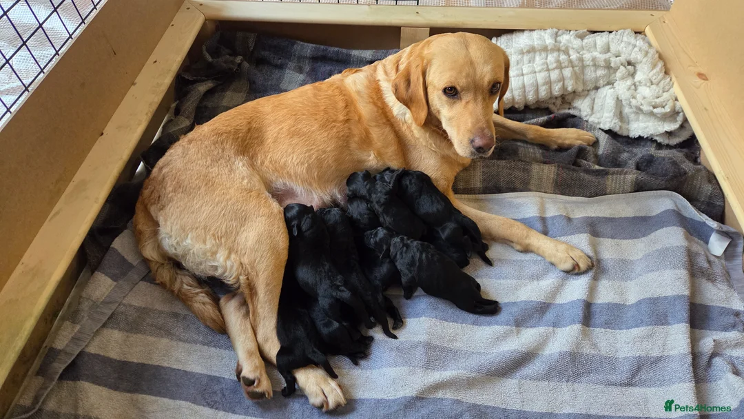 Labrador Retriever dogs for sale: KC Registered Black Labrador Puppies - Advert 2