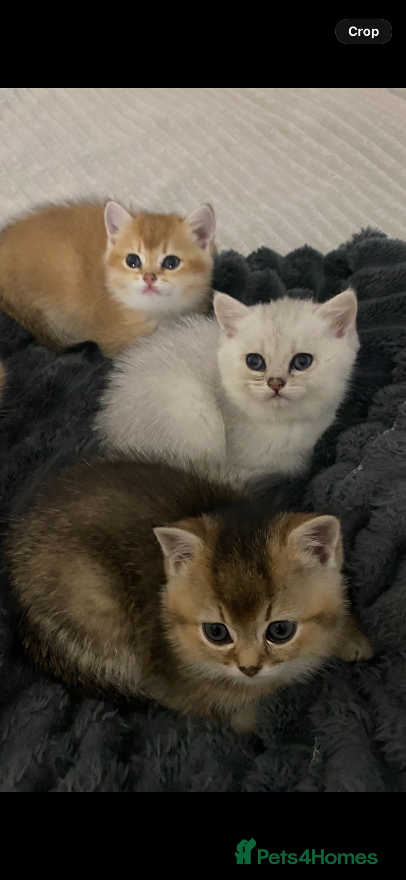 British Shorthair cats British Shorthair Golden & Silver Kittens  - Advert 1
