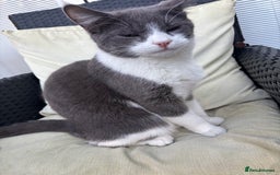 Domestic Shorthair cats for sale: Grey and white kitten  - Image 3