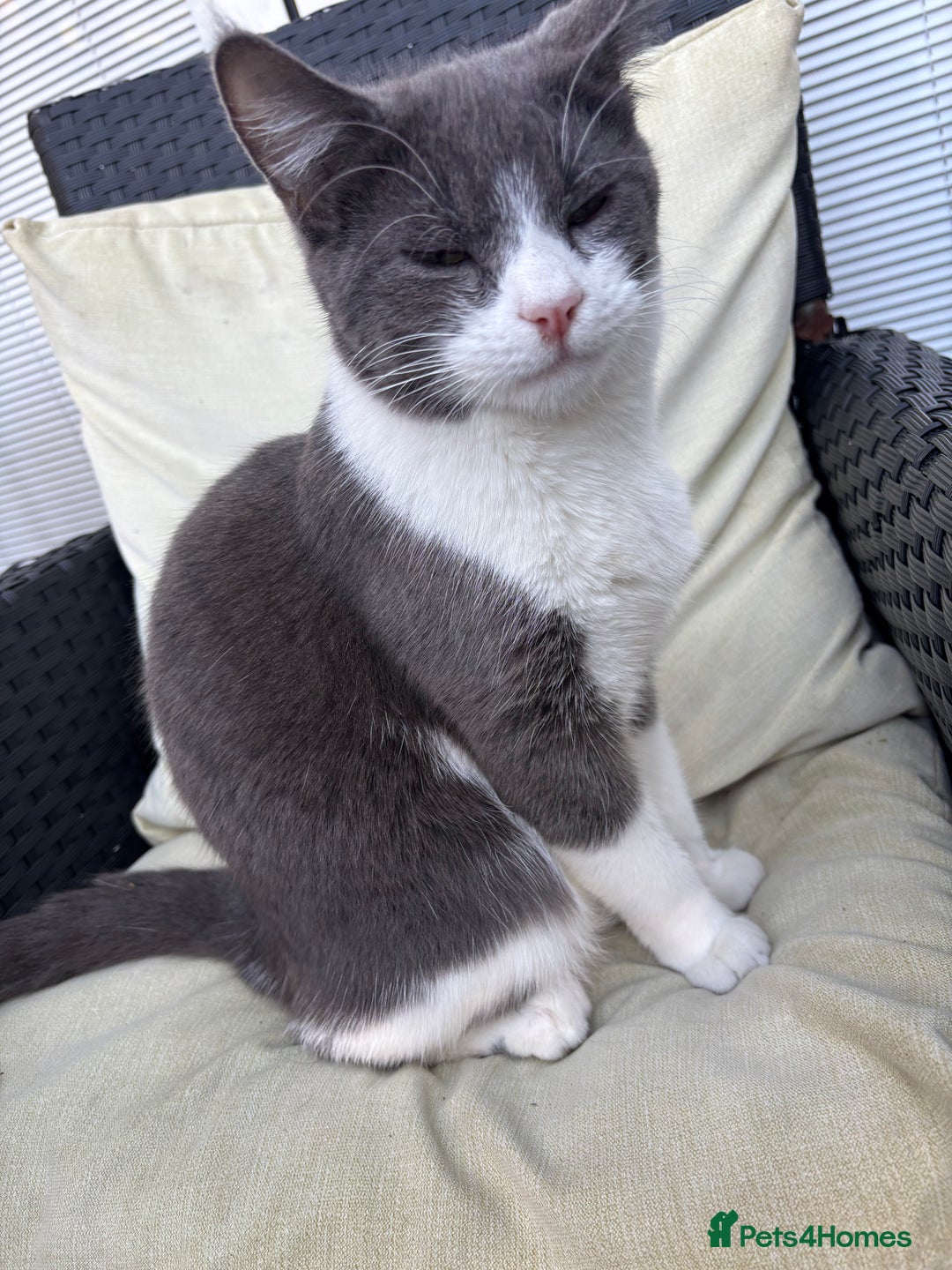 Domestic Shorthair cats for sale: Grey and white kitten  - Image 3