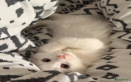 Maine Coon cats for sale: Gorgeous babies ready to find their forever family - Image 1