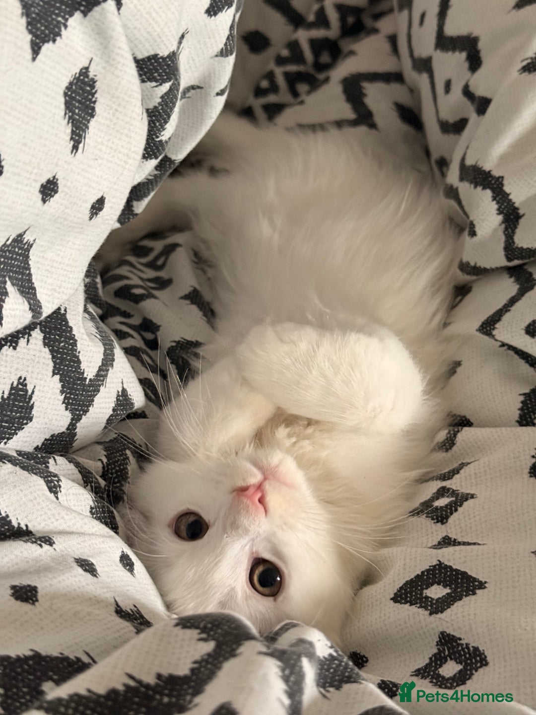 Maine Coon cats for sale: Gorgeous babies ready to find their forever family - Image 1