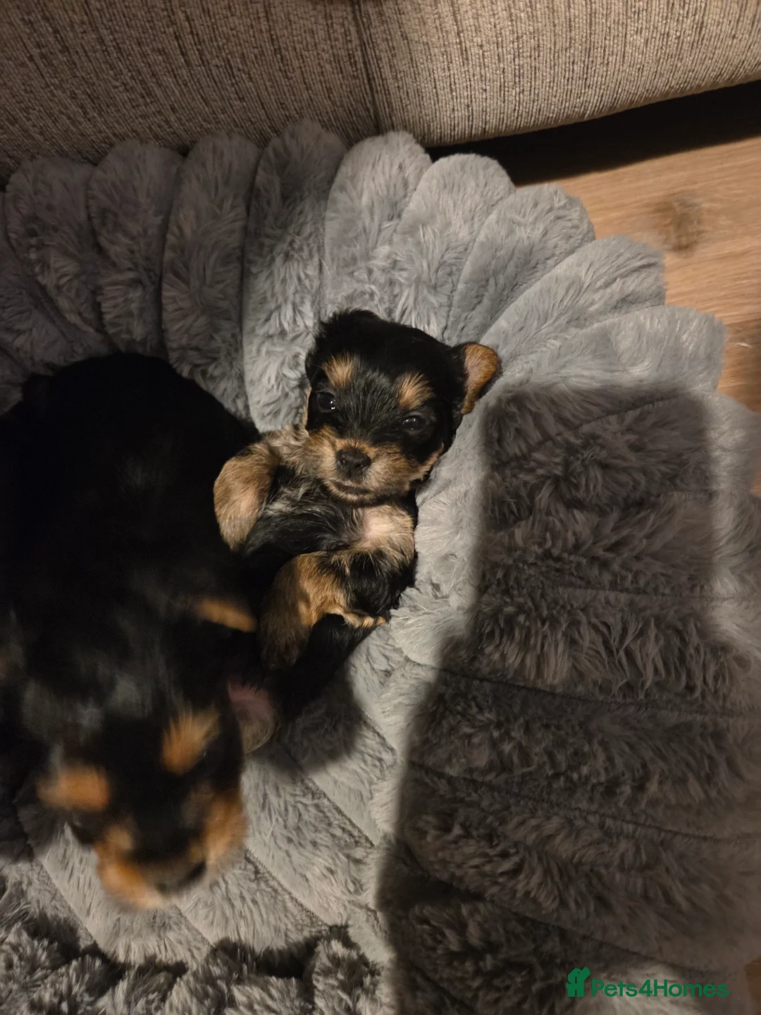 Yorkshire Terrier dogs for sale: Beautiful miniature Yorkshire terrier puppies - Advert 4