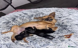 Chiweenie dogs for sale: 3 Beautiful chiwennie Girls - Advert 9