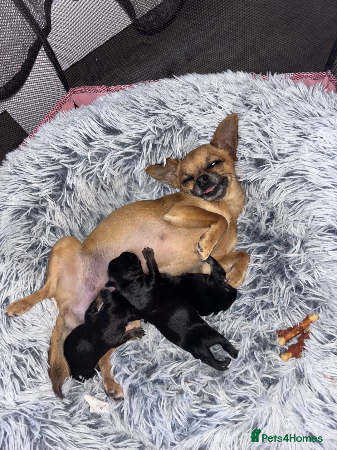 Chiweenie dogs for sale: 3 Beautiful chiwennie Girls - Advert 9