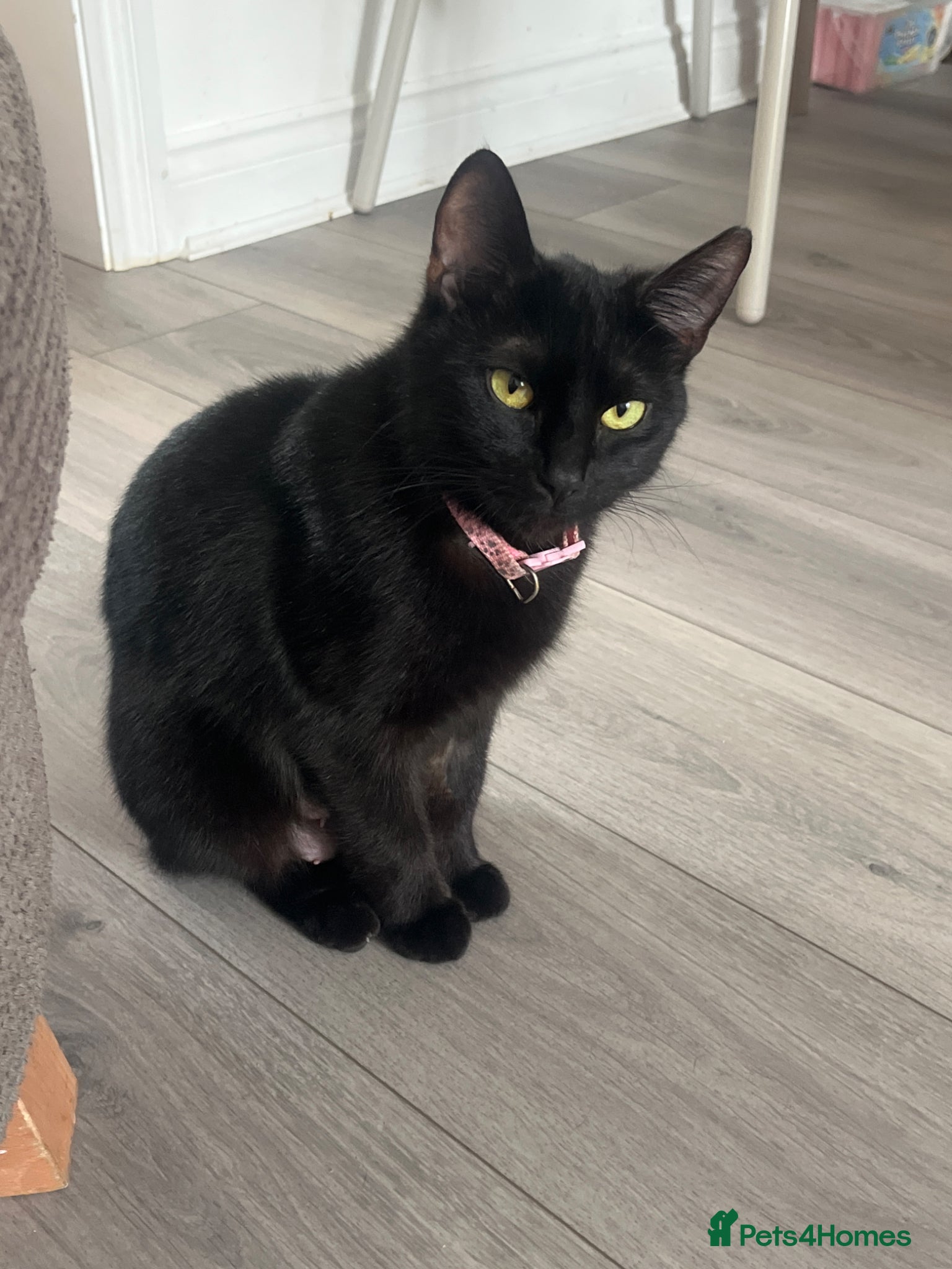 Mixed Breed cats kitten for sale female  - Advert 1